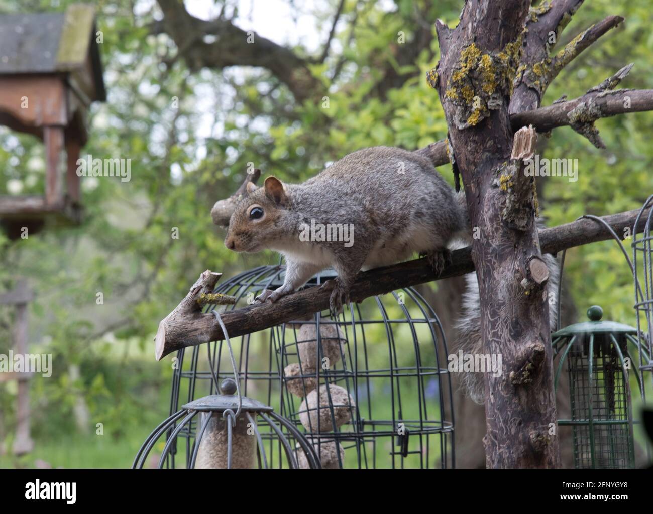Scoiattolo grigio Sciurus carolinensis cercando di mangiare semi da alimentatori di uccelli in gabbia, Cotswolds UK Foto Stock