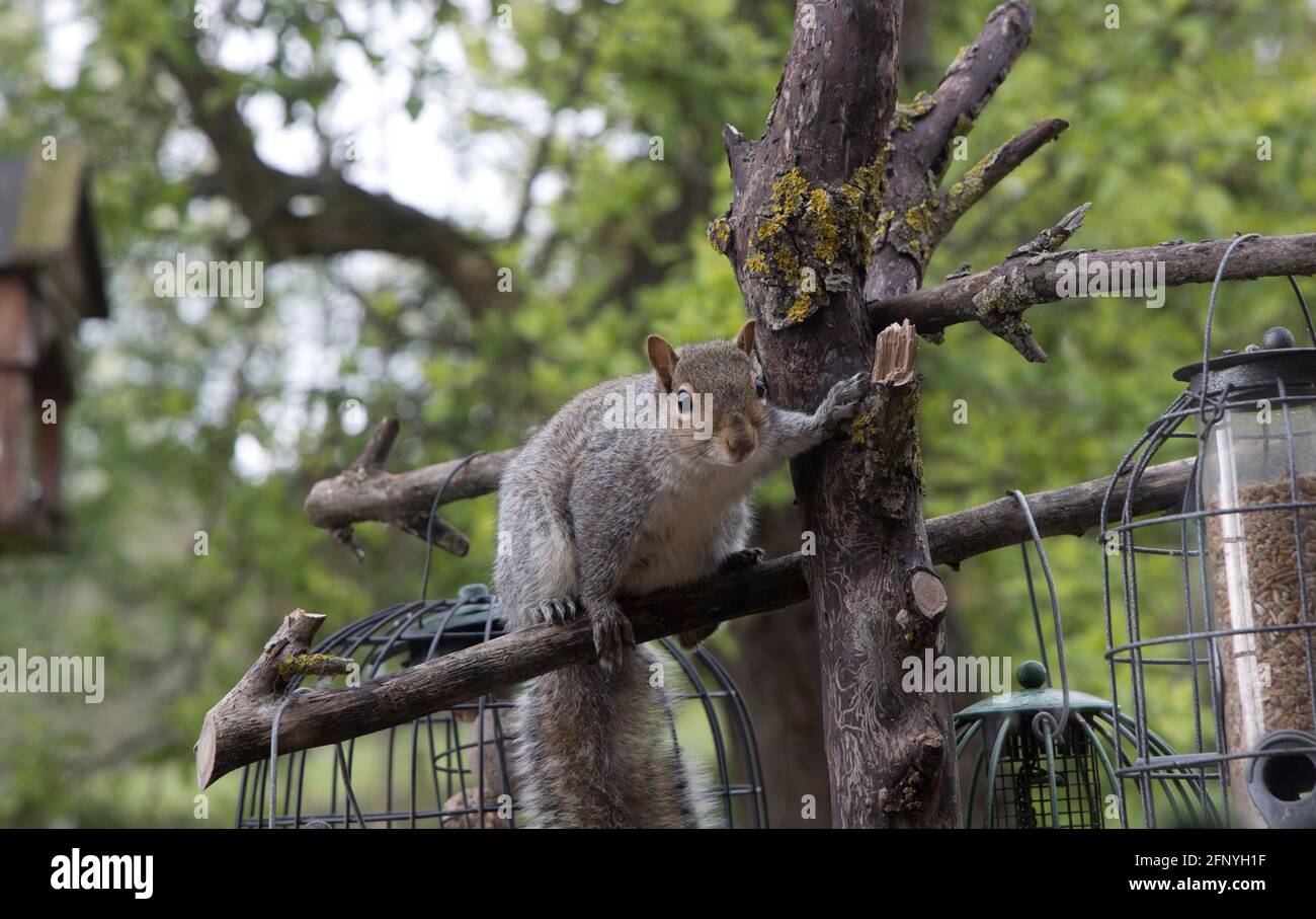 Scoiattolo grigio Sciurus carolinensis cercando di mangiare semi da alimentatori di uccelli in gabbia, Cotswolds UK Foto Stock
