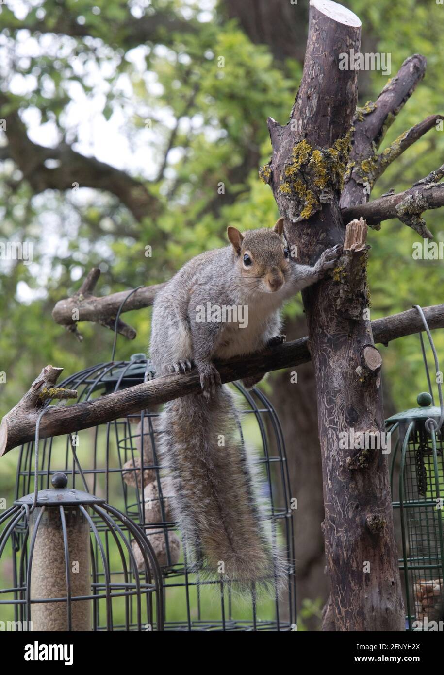 Scoiattolo grigio Sciurus carolinensis cercando di mangiare semi da alimentatori di uccelli in gabbia, Cotswolds UK Foto Stock