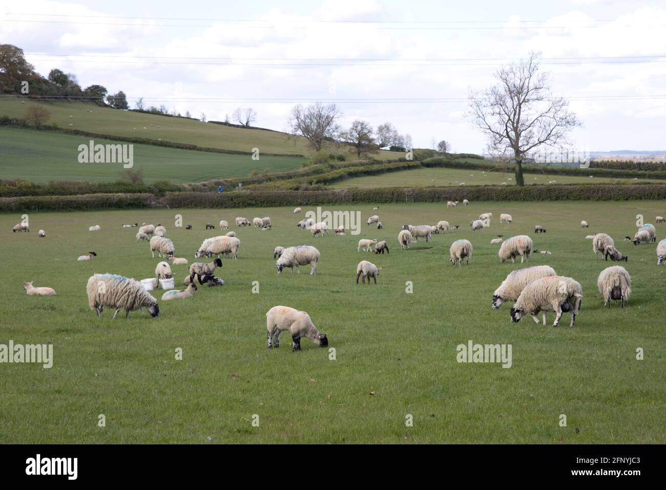 Campo verde in primavera pieno di pecore e lam pascolo, Mickleton, Regno Unito Foto Stock