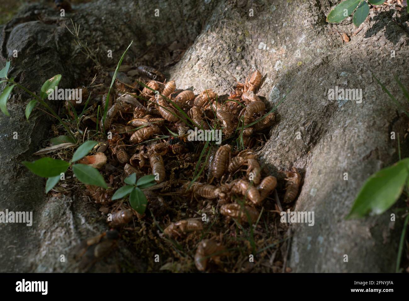 Raccolta di gusci di cicada vuoti scartati alla base di un albero. Foto Stock