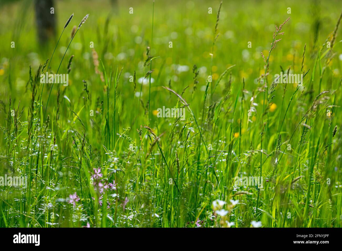 Erba alta in estate, vista ravvicinata. Foto Stock