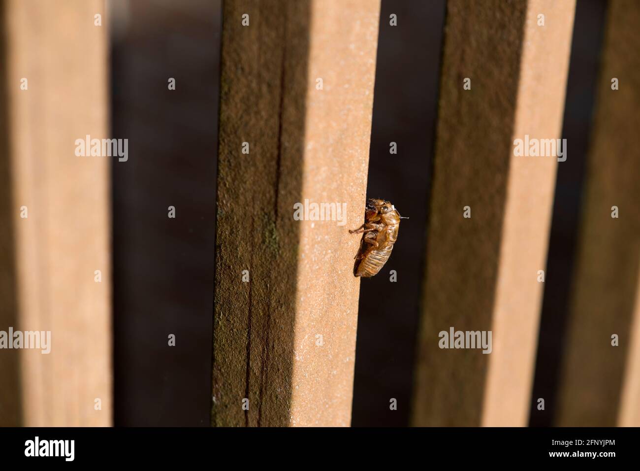 Esoscheletro di cicada vuoto su un fencepost suburbano. Foto Stock