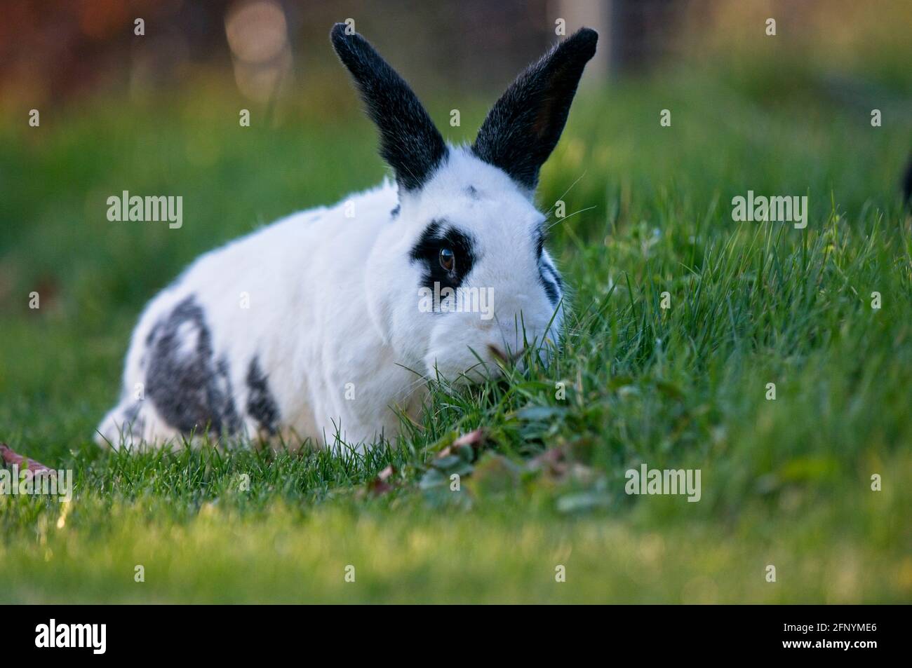 Coniglio nero e bianco dell'animale domestico con lunghe orecchie nere e. panda occhi in un giardino mangiare erba Foto Stock