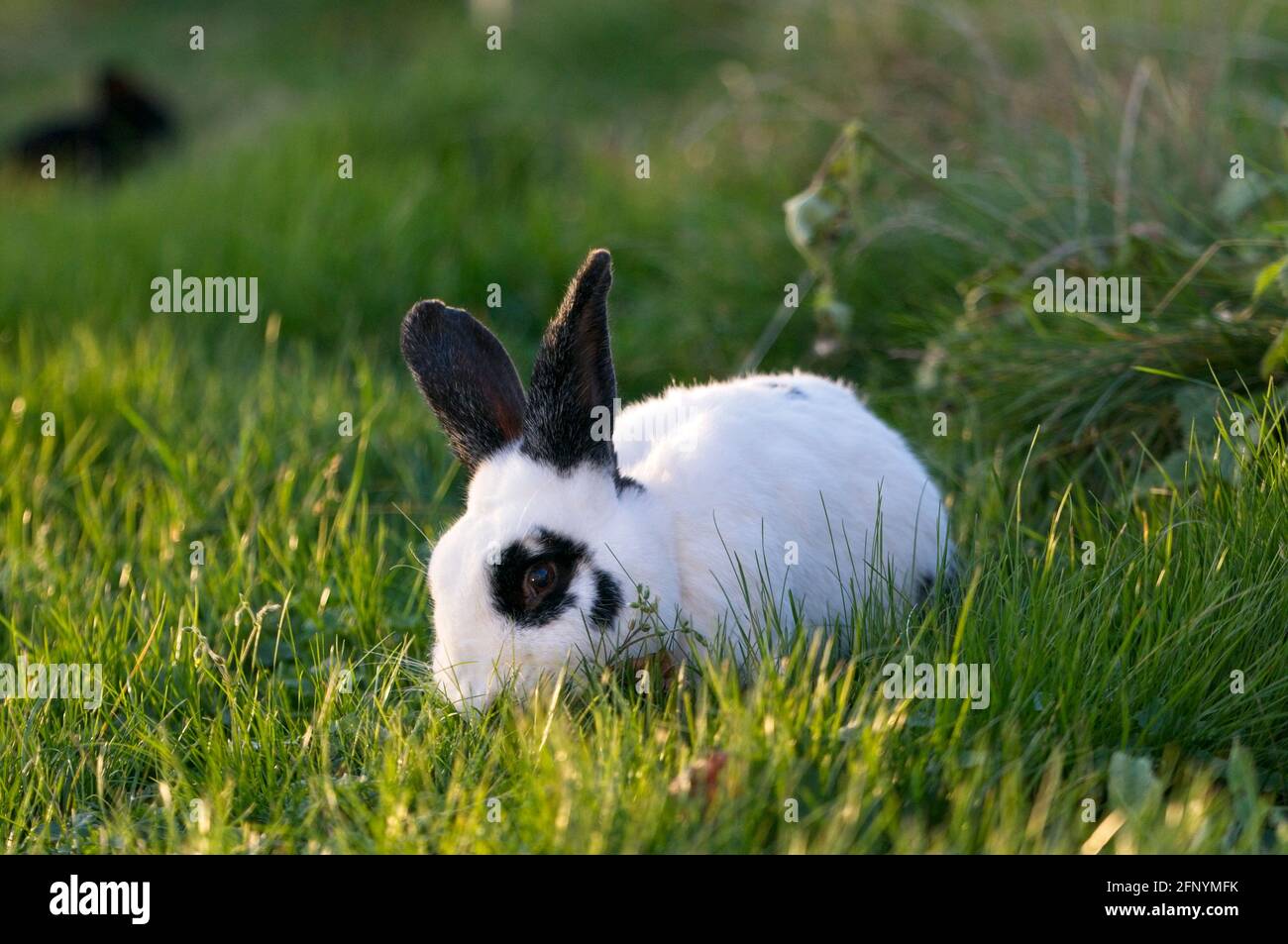 Coniglio nero e bianco dell'animale domestico con lunghe orecchie nere e. panda occhi in un giardino mangiare erba Foto Stock