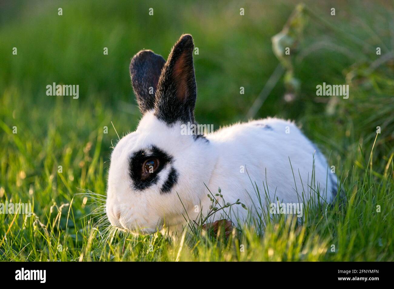 Coniglio nero e bianco dell'animale domestico con lunghe orecchie nere e. panda occhi in un giardino mangiare erba Foto Stock