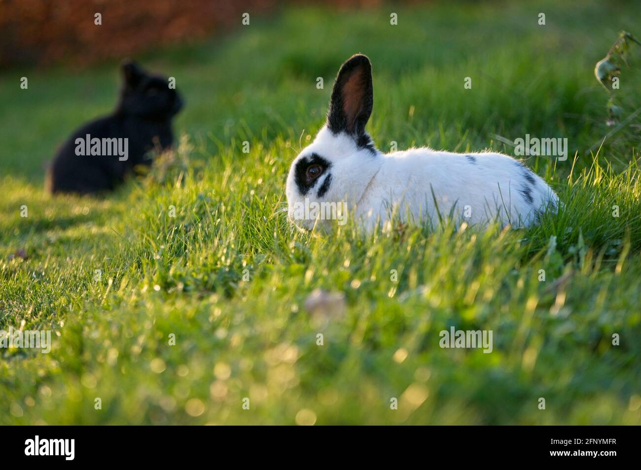 Coniglio nero e bianco dell'animale domestico con lunghe orecchie nere e. panda occhi in un giardino mangiare erba Foto Stock