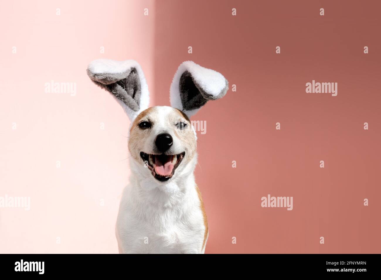Carino Jack Russell cane terrier indossare archetto con piegato grande bunny orecchie con lingua sporgente guarda la fotocamera seduta su vista ravvicinata con sfondo rosa Foto Stock