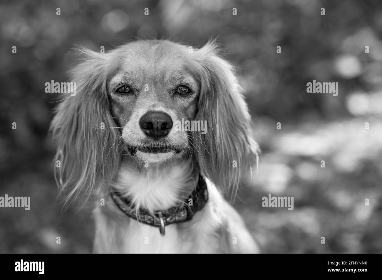 Un bellissimo Cocker Spaniel Ritratto all'aperto in natura in nero E formato bianco Foto Stock