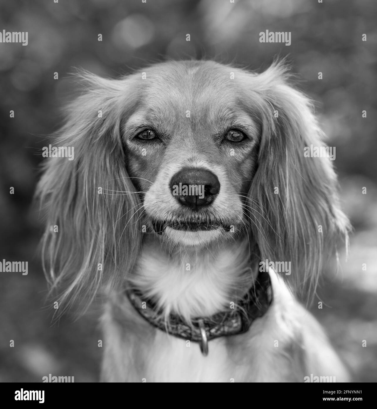 Un bellissimo Cocker Spaniel Ritratto all'aperto in natura in verticale Formato immagine in bianco e nero Foto Stock