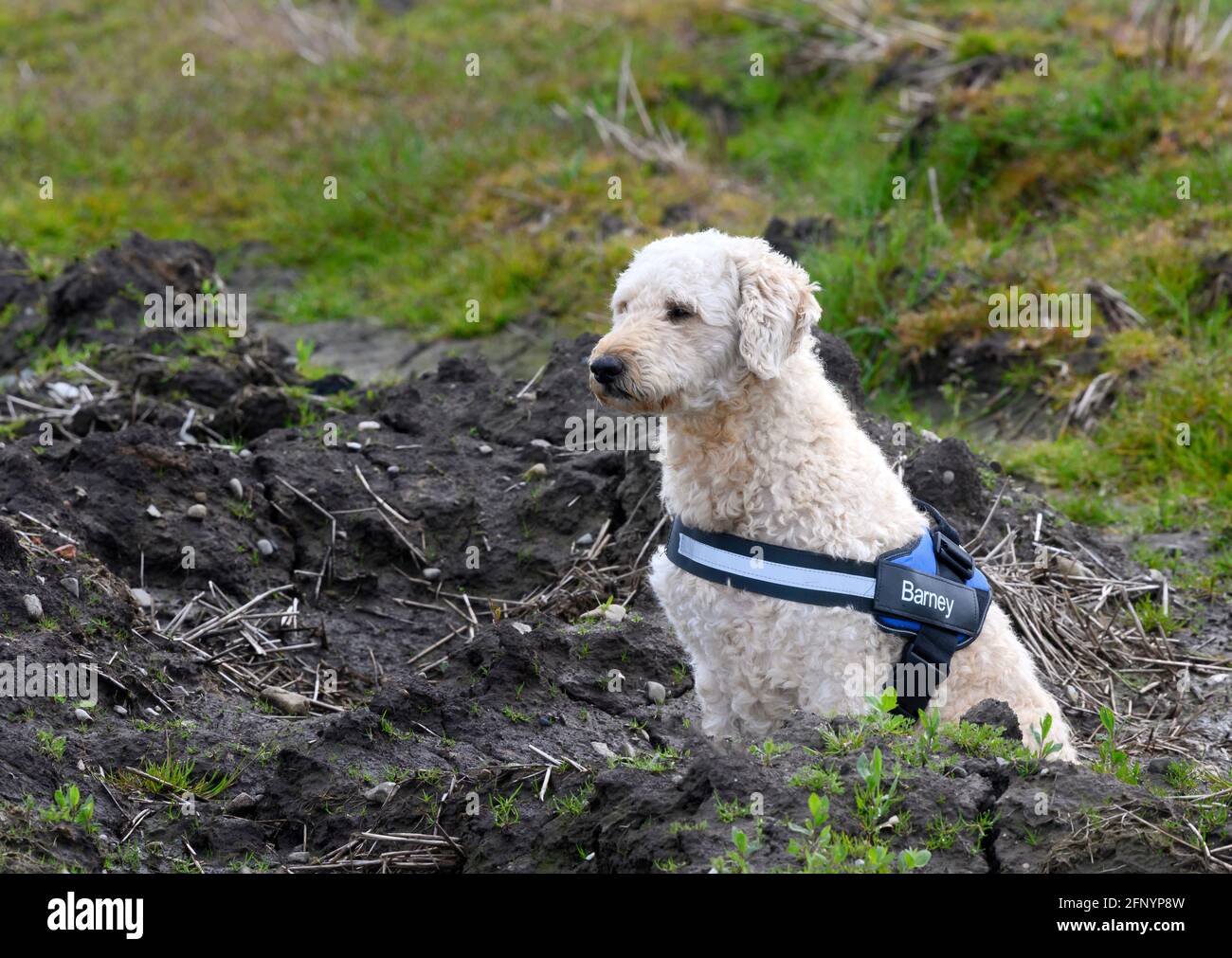 Carino cane Labradoodle beige che indossa un imbracatura che porta il suo nome (Barney) e sedendosi su un po' di terra di rifiuti Foto Stock