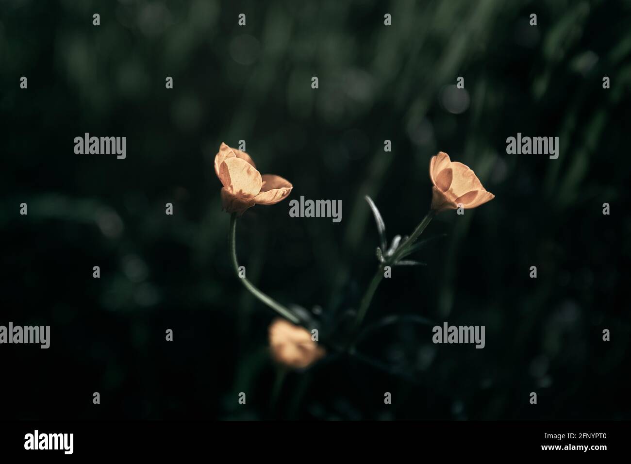 Macro e natura, fiori gialli, luce, primavera Foto Stock