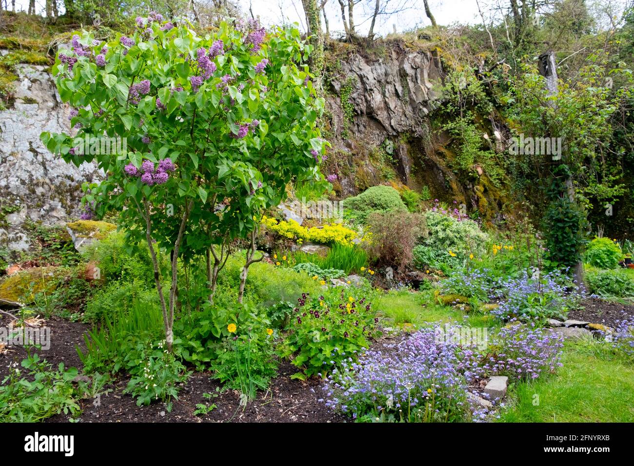 Cespuglio lilla che entra in fiore e forgetmenots in una roccia Gallese rock Garden rurale Carmarthenshshire Galles UK KATHY DEWITT Foto Stock