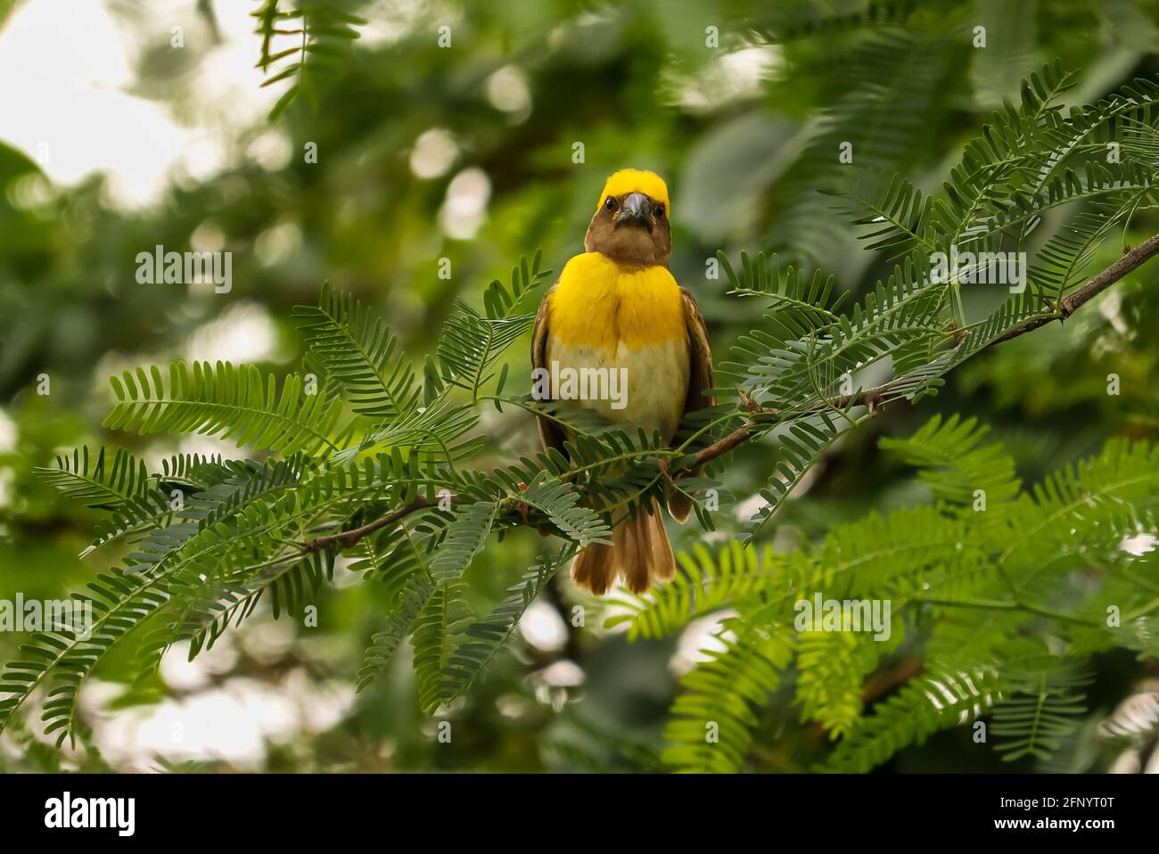 Uccelli sul ramo dell'albero Foto Stock