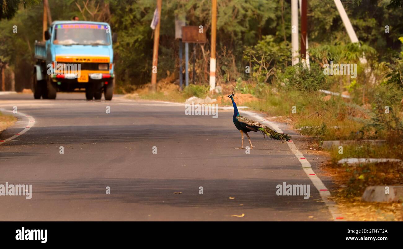 Peacock su strada, fotografia di uccelli Foto Stock