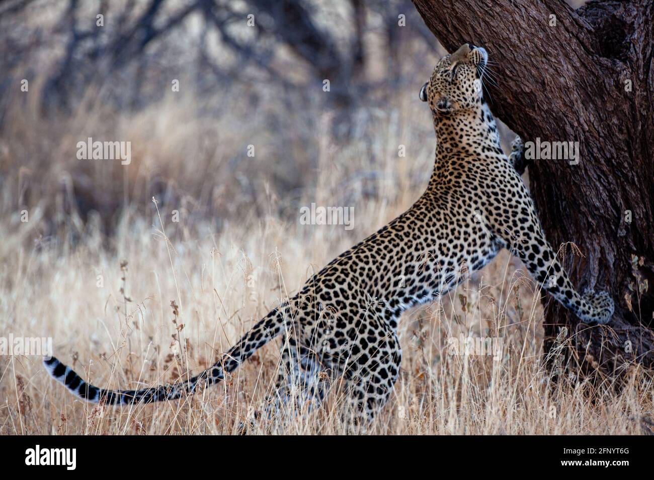 Il leopardo (Panthera pardus) segna il suo territorio Foto Stock