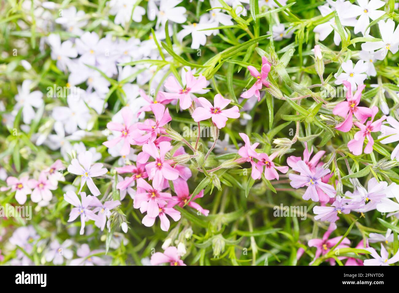 Phlox colorato nella natura Foto Stock