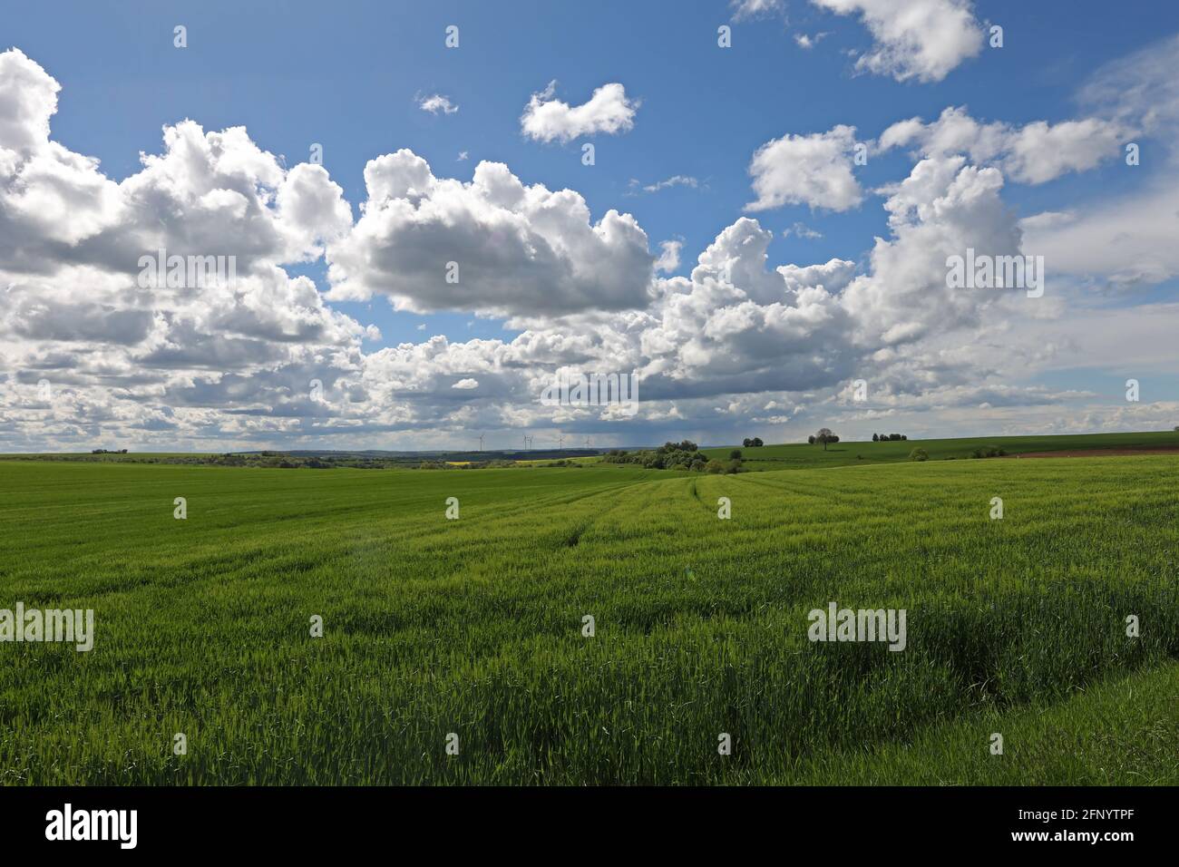 Paesaggio primaverile con campi verdi e prati. Foto Stock