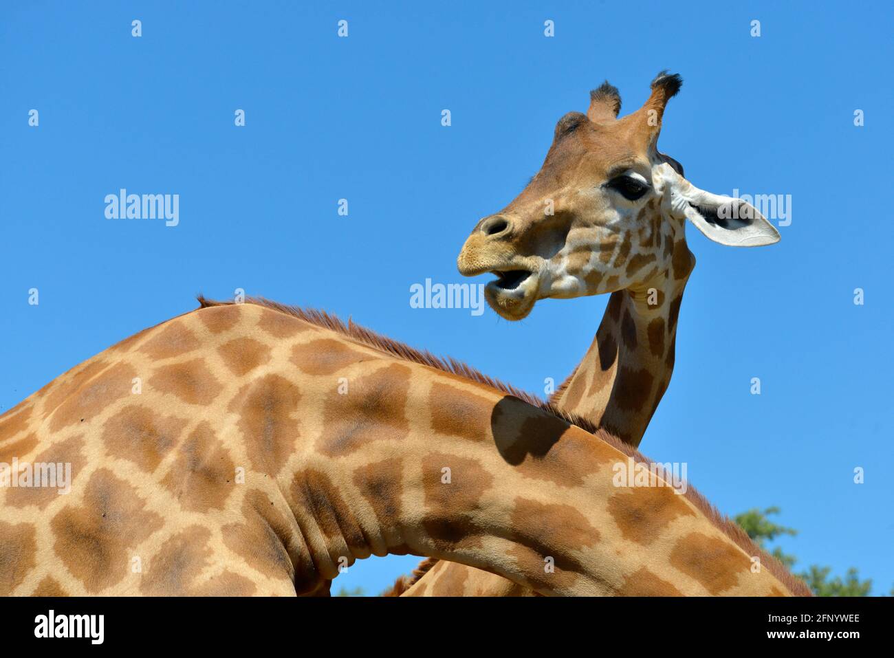 Testa di giraffa (Giraffa camelopardalis) su sfondo blu cielo Foto Stock