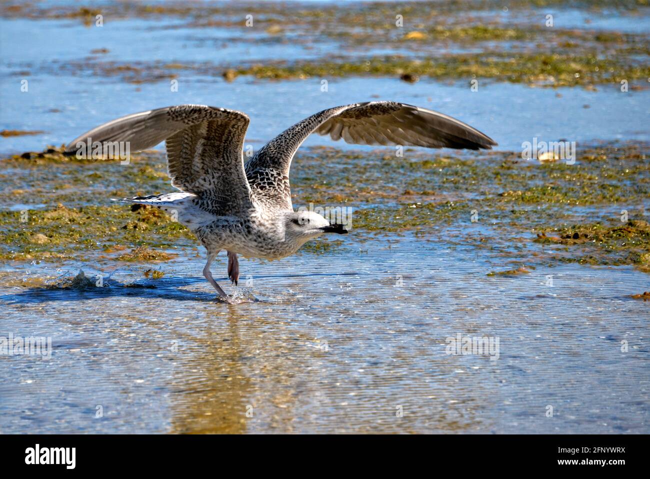 Gull (Larus marinus) in volo su acqua di mare Foto Stock
