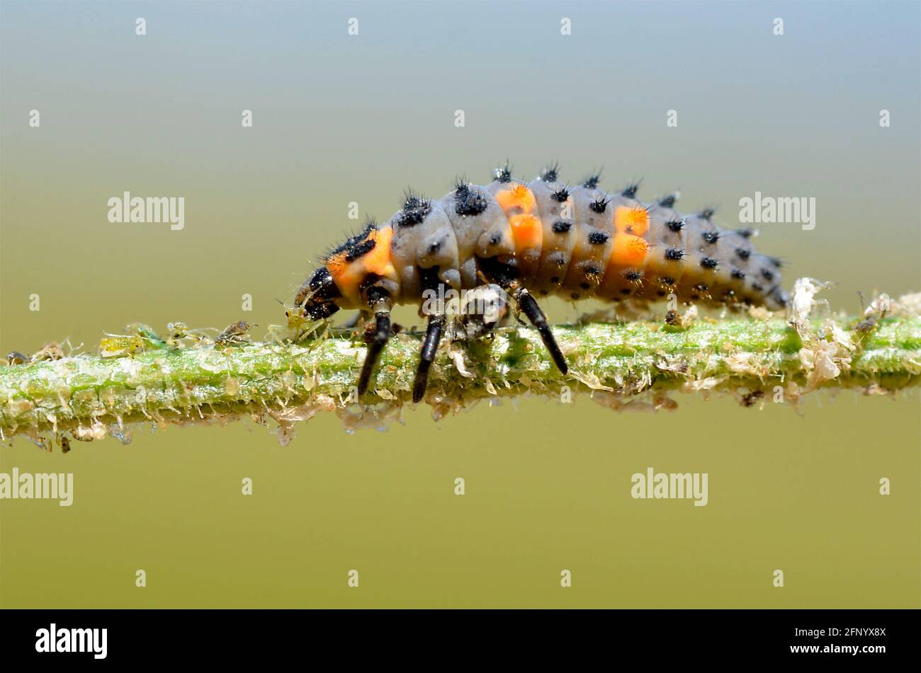 Macro di larva ladybug (Coccinella) mangiare un'afide su un stelo visto dal profilo Foto Stock