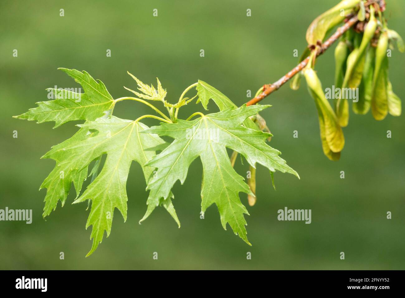 Acer saccarinum lascia la primavera Foto Stock