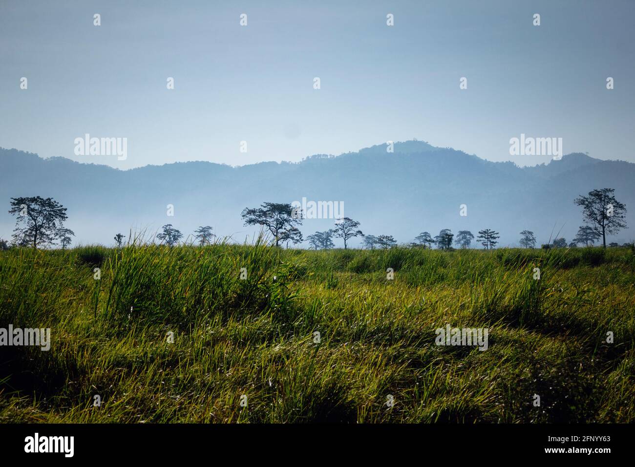 Paesaggio del Parco Nazionale Kaziranga, Assam, India Foto Stock