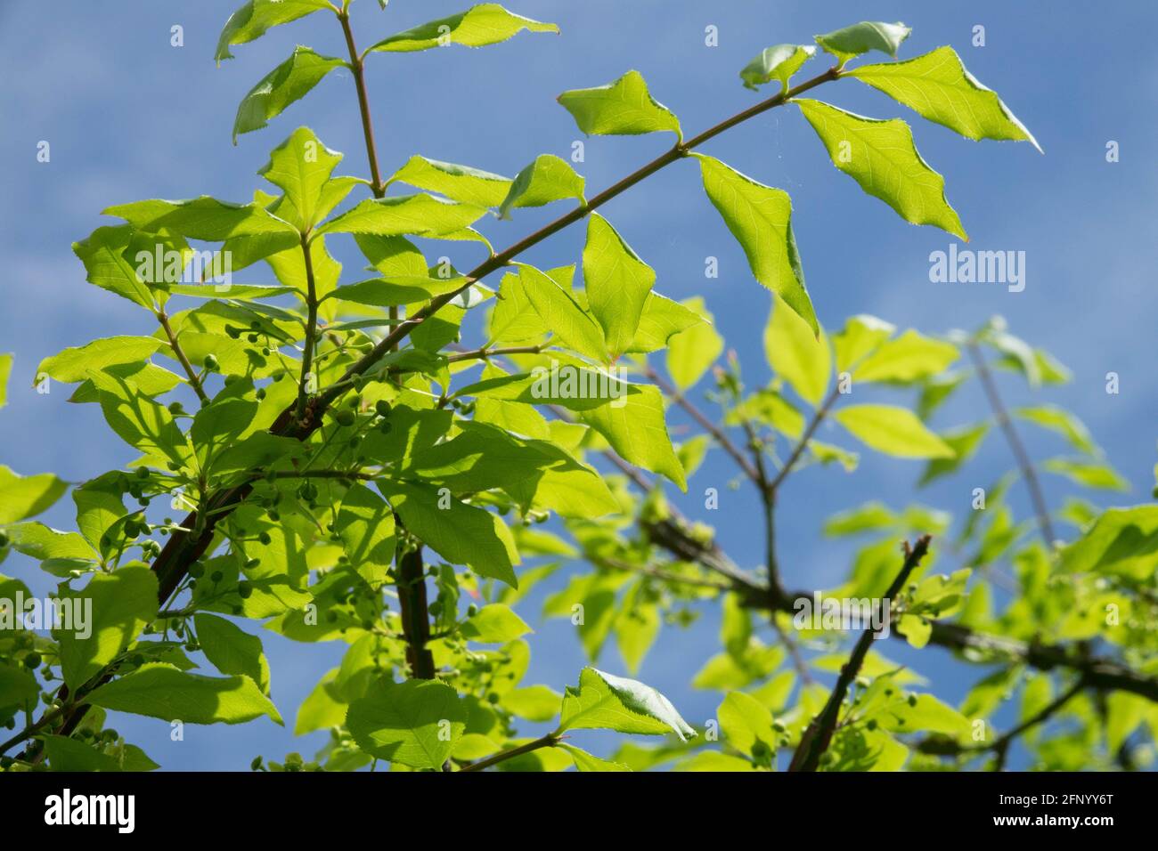Euonymus alatus fogliame primavera Foto Stock