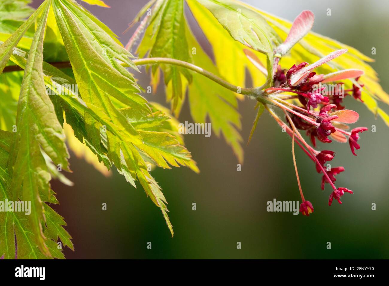 Acer japonicum Aconitifolium foglie Fiore Foto Stock