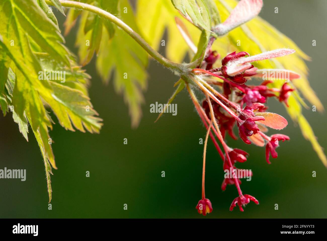 Acer japonicum 'Aconitifolium' lascia fiore primavera, acero giapponese fiorire Acer 'Aconitifolium' primo piano Foto Stock