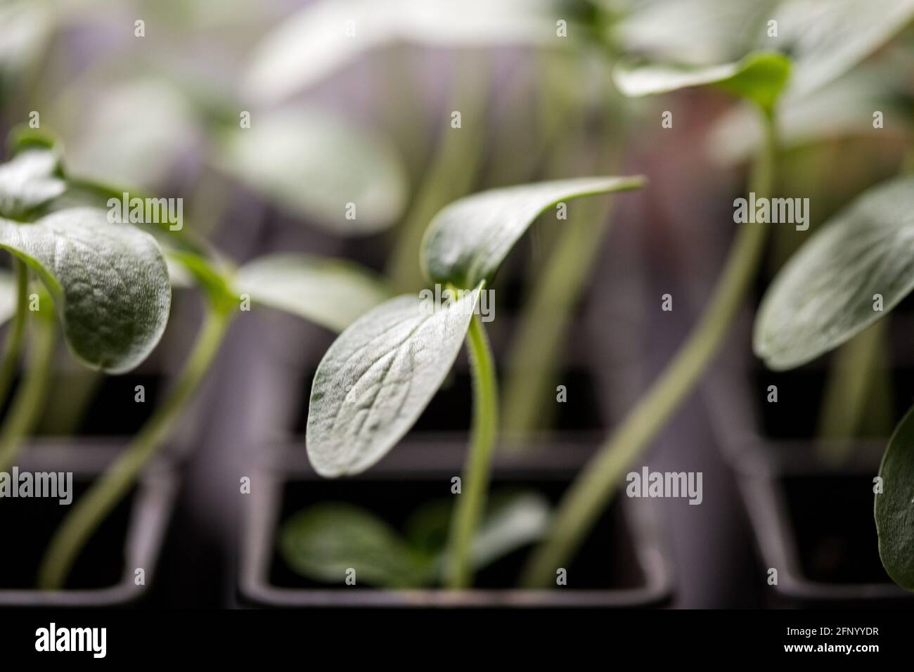 Piantine di cetrioli in crescita nella serra Foto Stock