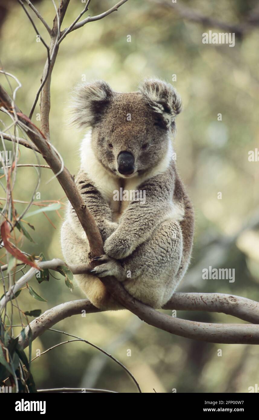 Koala Bear Phasclarctos cinereus Yanchep Parco Nazionale Australia Occidentale MA000032 Foto Stock