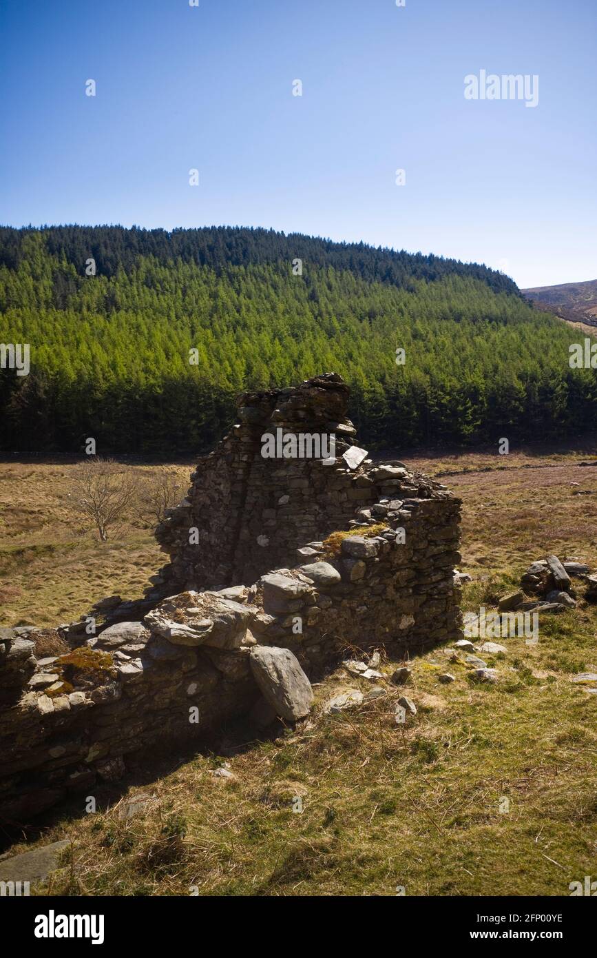 Edificio abbandonato della fattoria di Tholtan a Glen Dhoo, Ballaugh, Isola di Man con piantagione di alberi in background Foto Stock