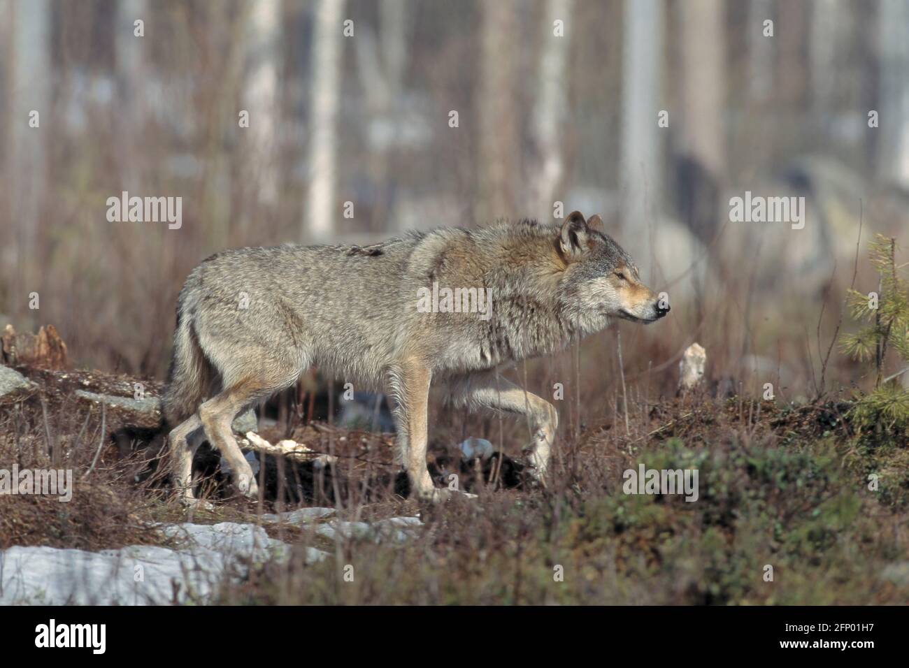 European Wolf Canis lupus Ranua, Finlandia MA000489 Foto Stock