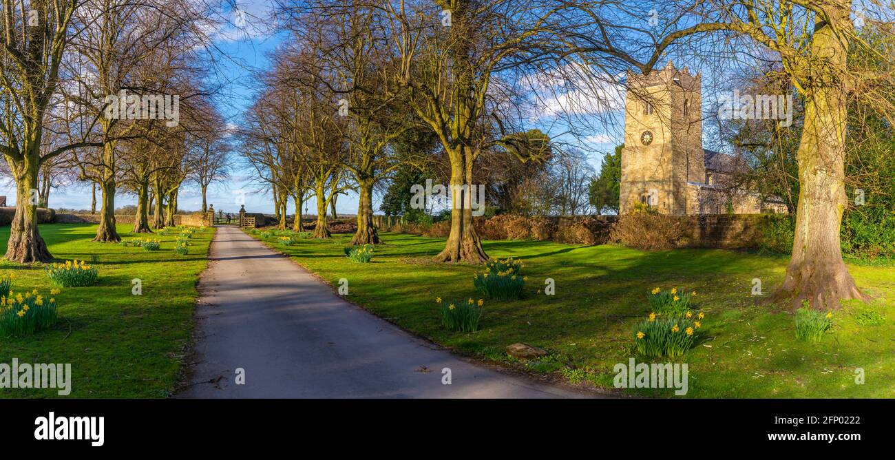 Veduta dei naffodils e della chiesa di St Katherine, Teversal vicino Sutton ad Ashfield, Nottinghamshire, Inghilterra, Regno Unito, Europa Foto Stock