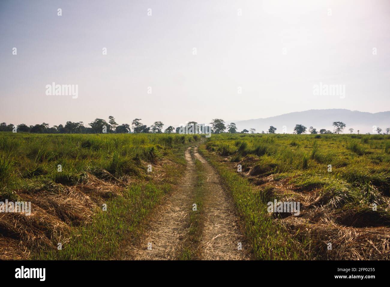 Percorso safari al Kaziranga National Park, Assam, India Foto Stock