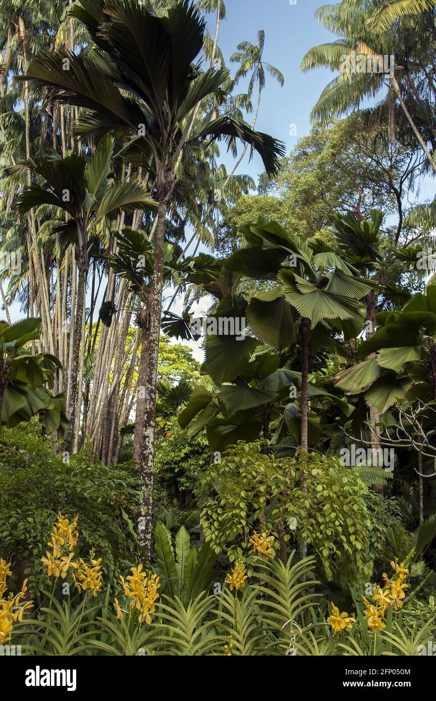 Singapore, Singapur, Asia, Asia, Asia; Giardino Botanico; Botanischer Garten; varie palme esotiche e fiori; verschiedene exotische Palmen und Blumen Foto Stock