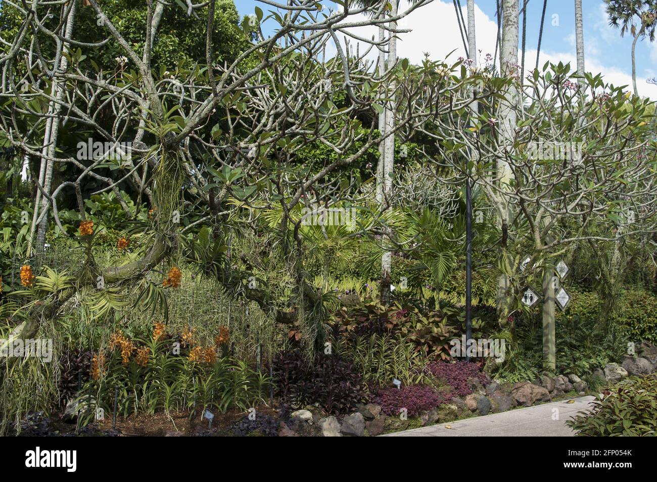 Singapore, Singapur, Asia, Asia, Asia; Giardino Botanico; Un vicolo nel giardino botanico circondato da piante esotiche; Eine Gasse im Botanischen Garten Foto Stock