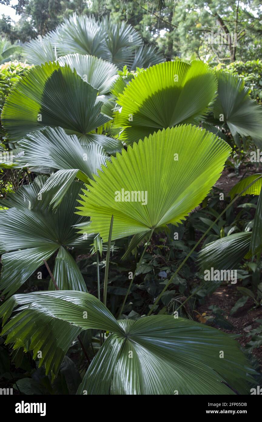 Singapore, Singapur, Asia, Asia, Asia; Giardino Botanico; Botanischer Garten; Licuala grandis; Großblättrige Strahlenpalme Foto Stock