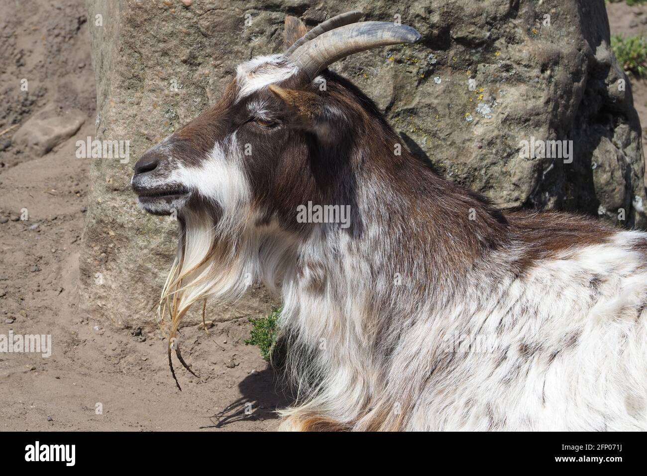 Capra pigmeo africano al sole primaverile Foto Stock