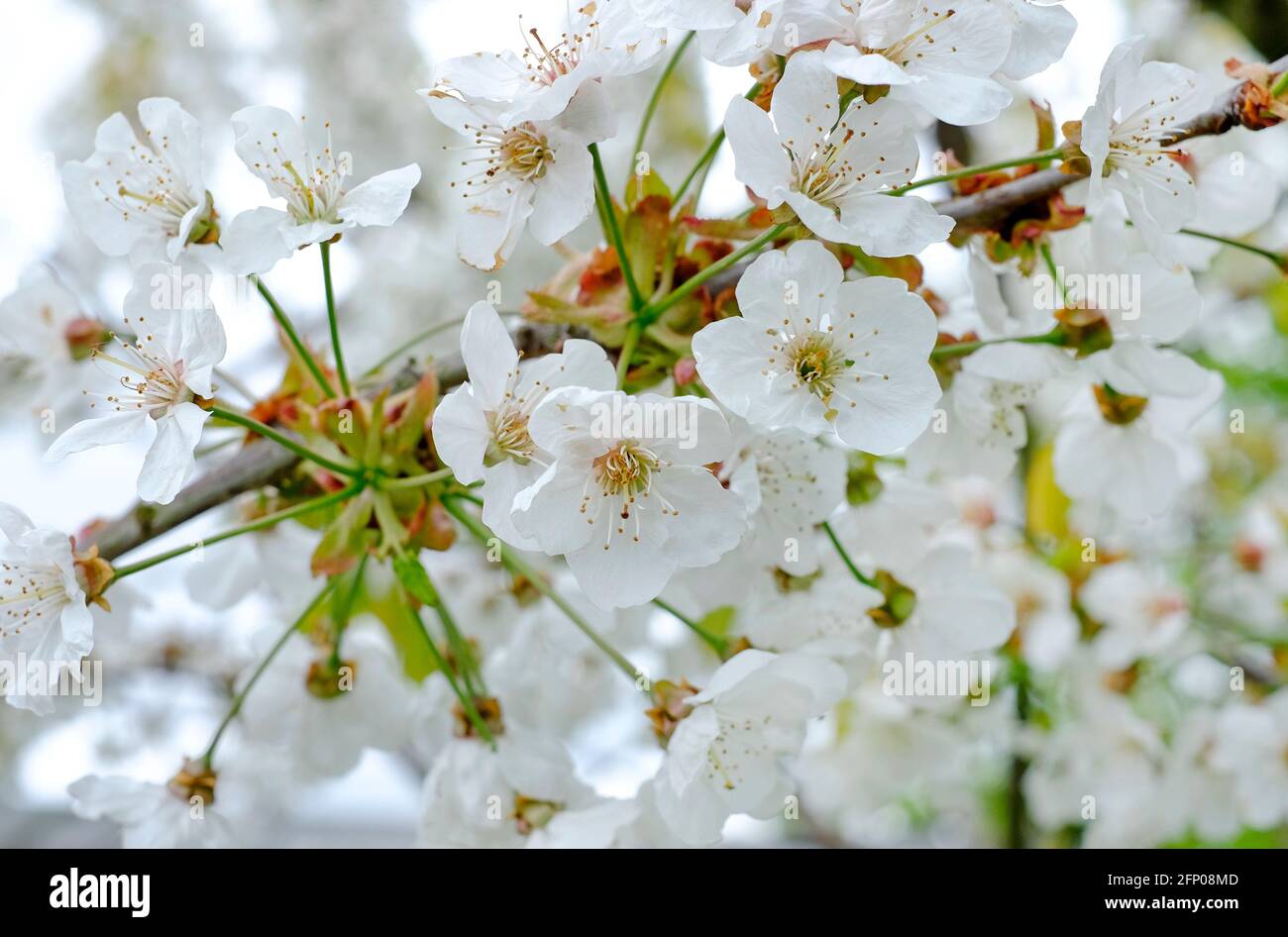 fiori bianchi di mela fiore su albero, norfolk, inghilterra Foto Stock