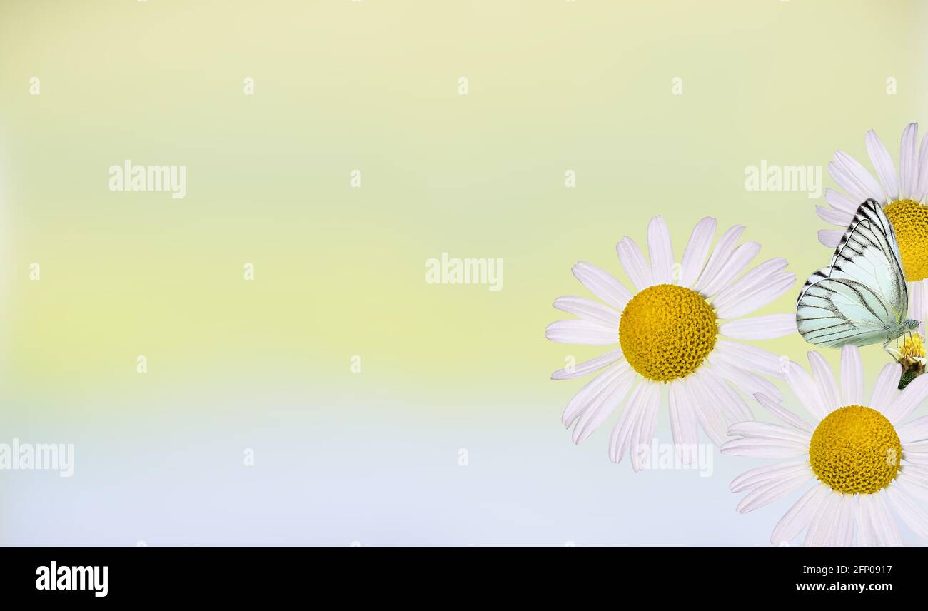 Bella fiori selvatici camomilla, farfalla al mattino foschia in natura deliziosa ariosa immagine artistica. Foto Stock