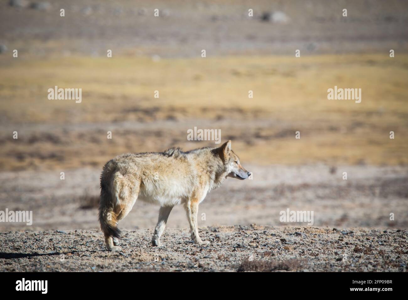 Lupo tibetano, Canis lupus filchneri, Gurudonmar, Sikkim, India Foto Stock