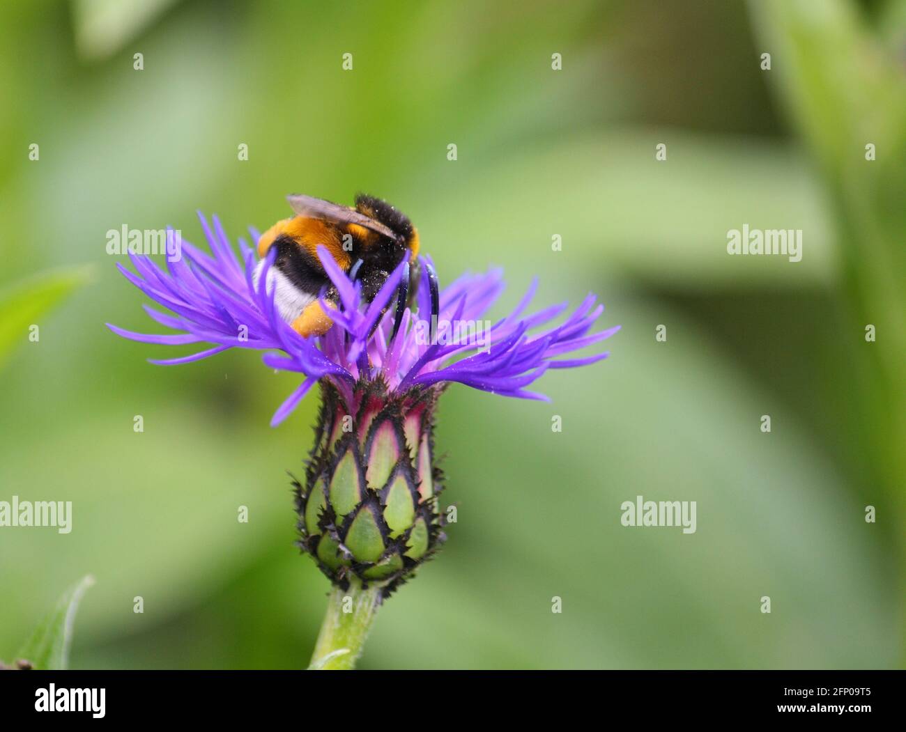 Primo piano di un bumblebee dalla coda bianca (Bombus lucorum) raccogliere polline e nettare da un fiore di mais blu-viola Foto Stock