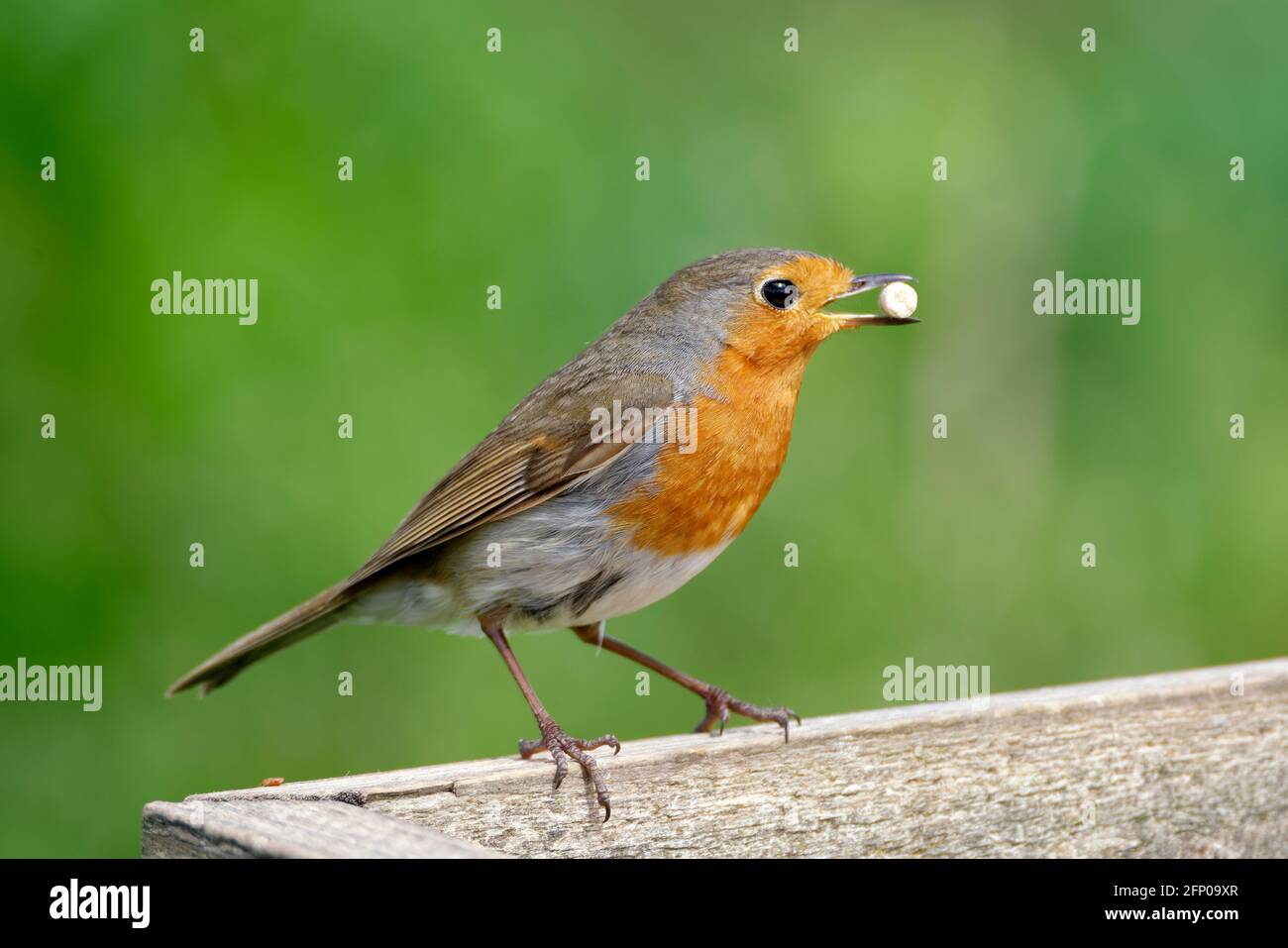European Robin - Erithacus rubbecula al tavolo degli uccelli Foto Stock