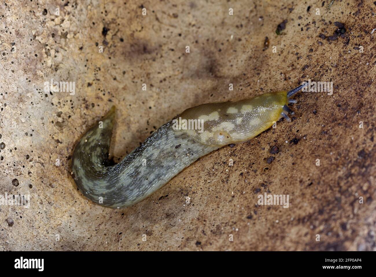 Slug giallo - Limax flavus, molluschi garder color oliva Foto Stock