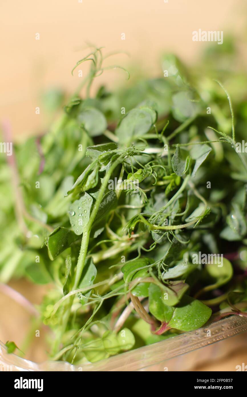 Semi germogliati si coagulano, si concentrano su germogli anteriori. Mangiare sano, cibo super. Foto Stock