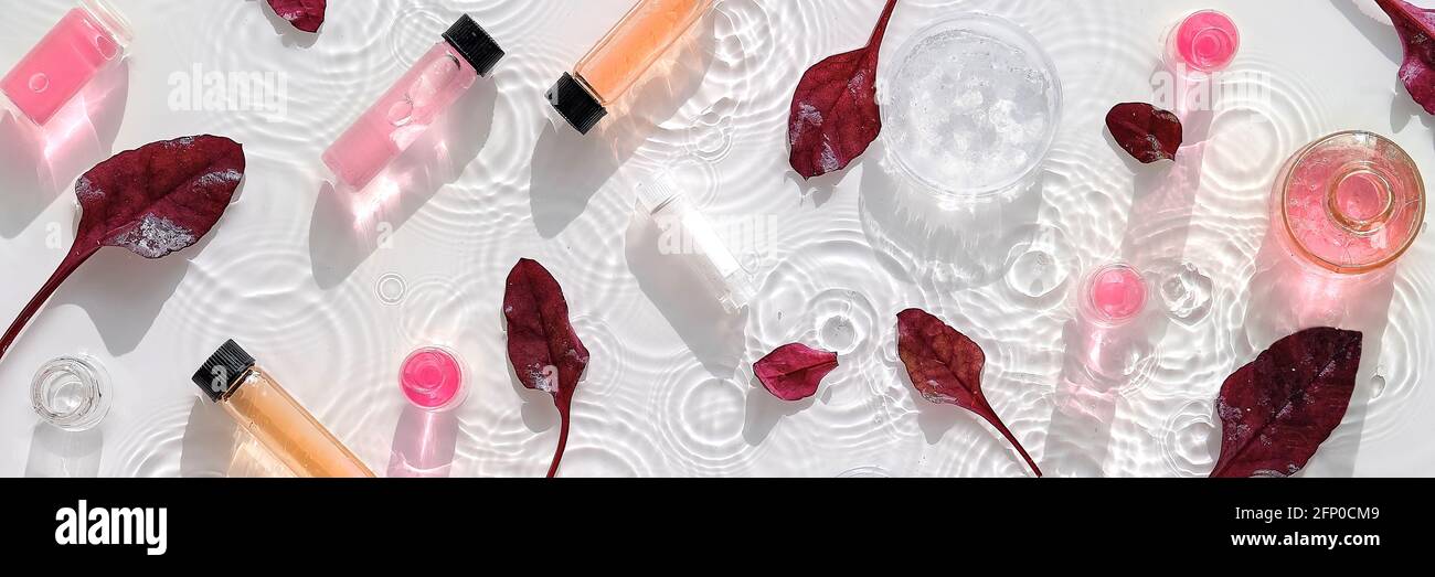 Cibo macrobiotico. Foglie di barbabietola rossa. Valore nutrizionale o controllo di qualità. Provette per laboratorio chimico, fiale rosa, rosse, campioni, capsule di Petri. Banner Foto Stock