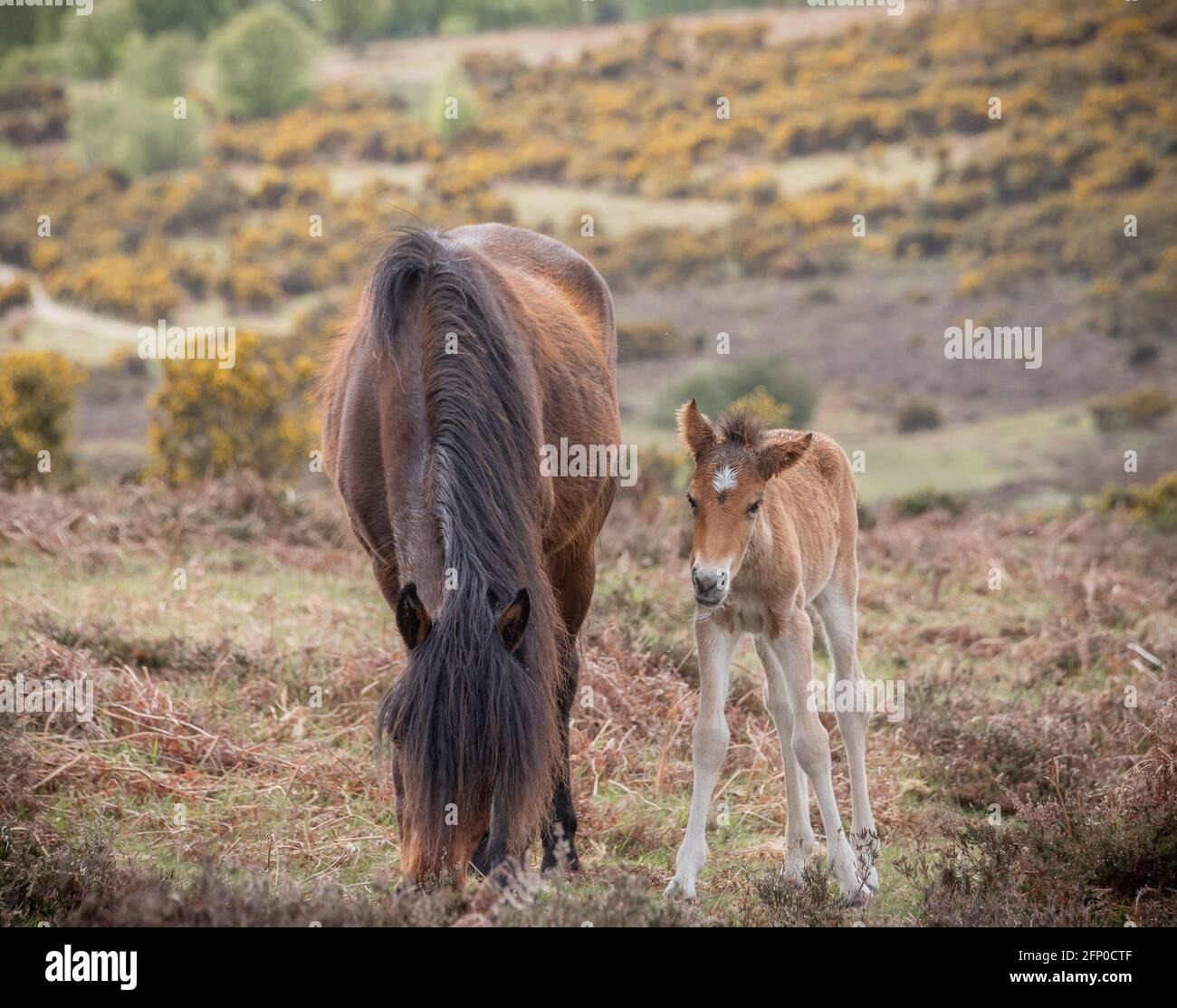 Pony e foal di New Forest - 2 Foto Stock