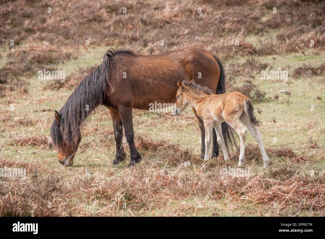 Pony e foal di New Forest - 1 Foto Stock